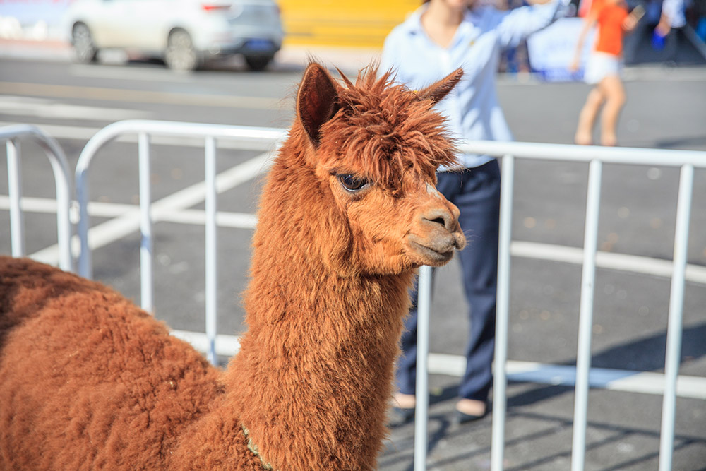 【車展第一天】遇到那個TA，放棄蘋果8......