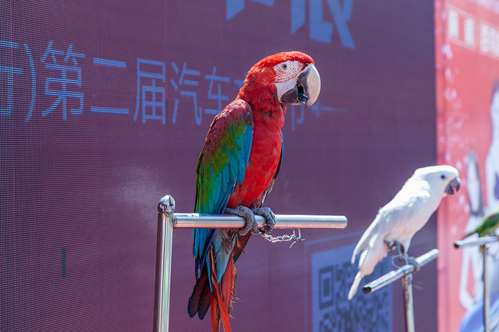 【車展第一天】遇到那個TA，放棄蘋果8......