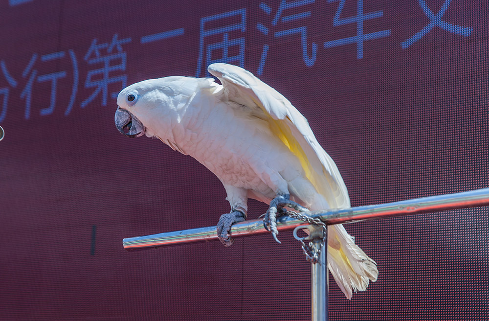 【車展第一天】遇到那個TA，放棄蘋果8......