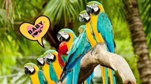 【915-918邵陽秋季車展倒計時7天】藝高鳥膽大，墻都不服，我就服niao！