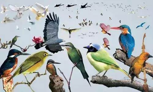 【915-918邵陽秋季車展倒計時4天】不想出門看人人人，那就改成看鳥鳥鳥！