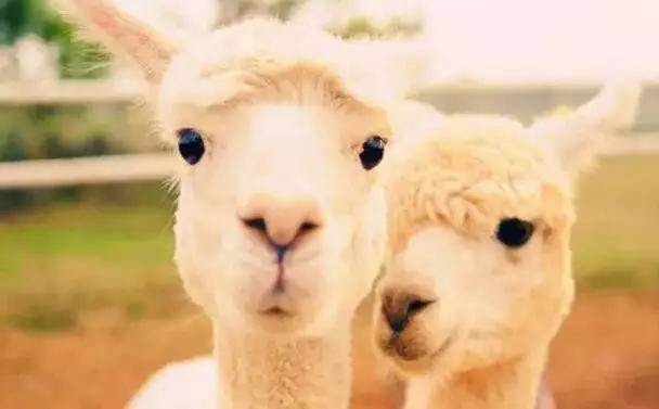  【915-918邵陽(yáng)秋季車(chē)展倒計(jì)時(shí)3天】男人車(chē)展看美女，女人車(chē)展看什么？